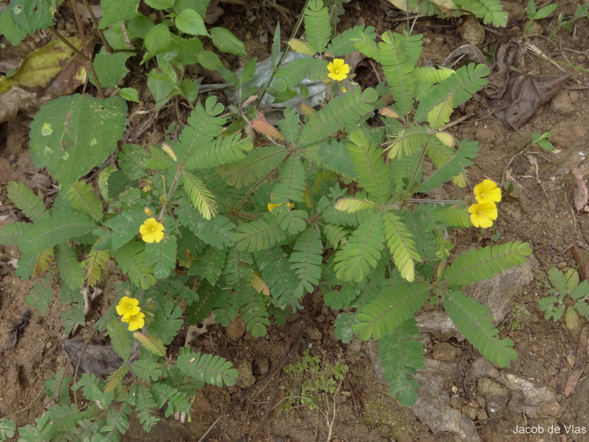 Biophytum intermedium Wight